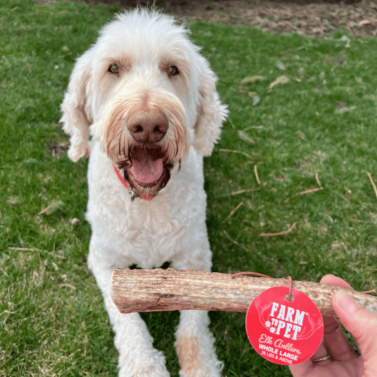 Elk Antler Dog Chews | All-Natural Whole and Split Elk Antler Chews for Dogs